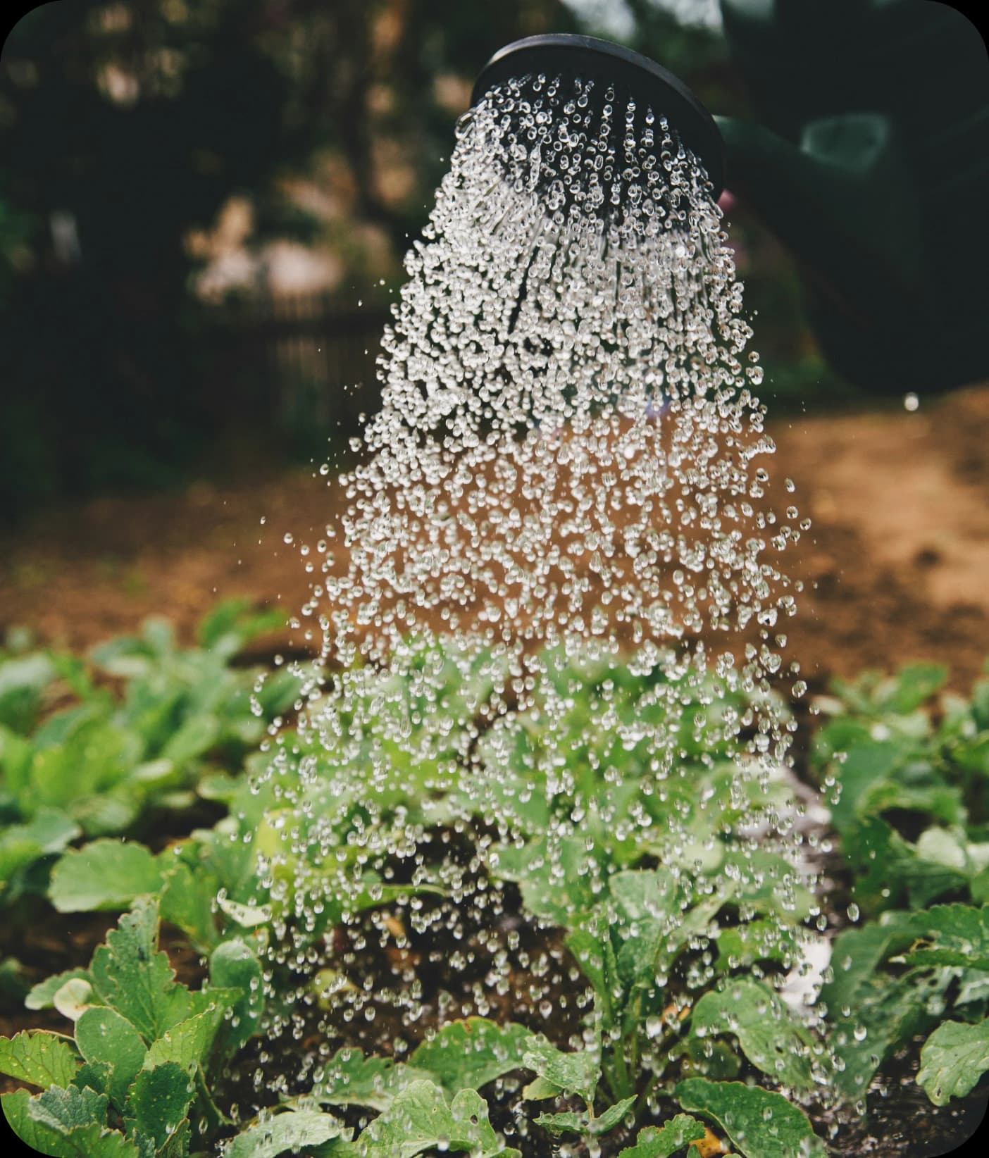 Agriculture & Horticulture